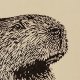 Kapibara - oprawione passe-partout + ramka - Linoryt, ilustracja, grafika, obrazek, obraz, sztuka, plakat, dekoracje,
