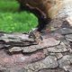 Różowy kwarc - pierścionek regulowany
