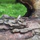 Septaria - pierścionek regulowany