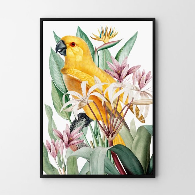 Plakat papuga - format 50x70 cm B2
