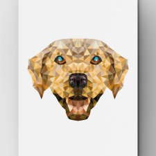 Pies labrador A3