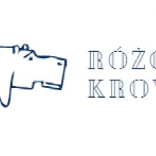 różowa krowa